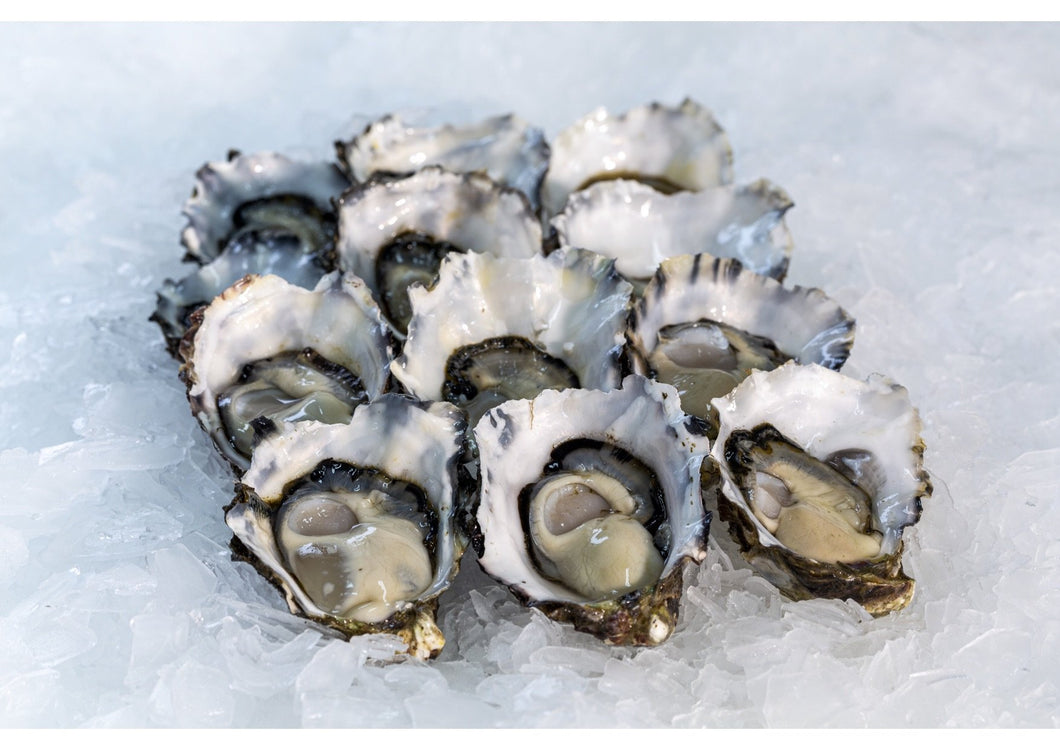 Pacific Oysters